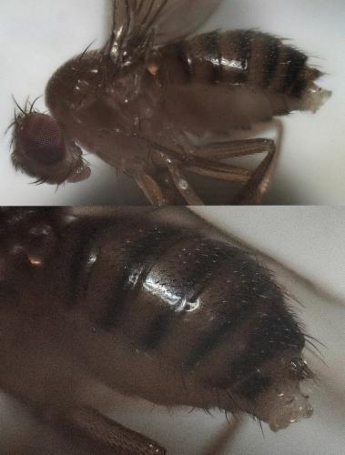 Drosophila melanogaster